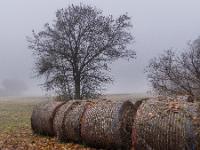 Heuballen vor kahlem Baum in Nebelstimmung